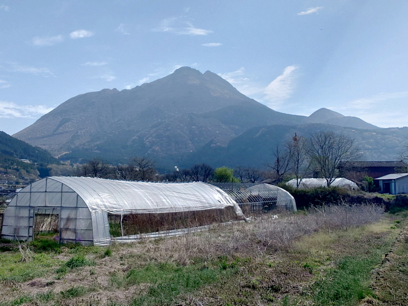 きょうの由布岳